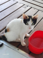 Adopter  chat : Atlanta