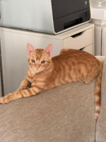 Adopter  chat : Atlas