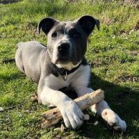 Adopter  chien : Aika