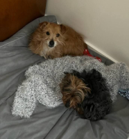 Adopter  chien : Roky