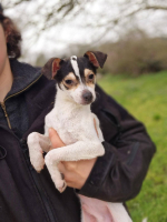 Adopter  chien : Spidy