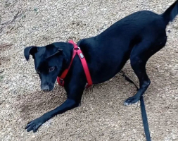 Adopter  chien : Eliott