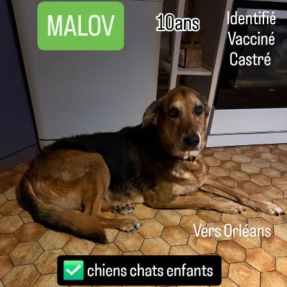 Adopter Malov