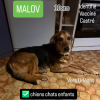 Malov