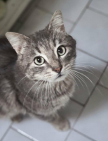 Adopter  chat : Yokai