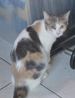 Adopter  chat : Alizée