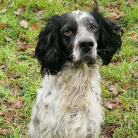 Adopter  chien : Yugo