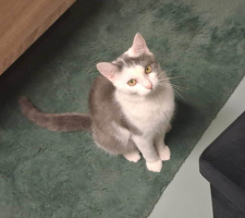 Adopter  chat : Ouranos