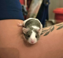 Adopter  NAC : Peluche