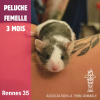 Peluche