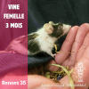 Vine