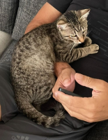 Adopter  chat : Bagherra