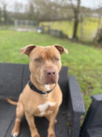 Adopter  chien : Anky