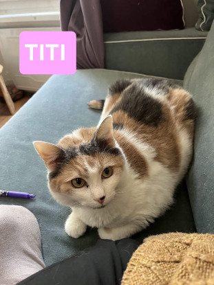 Adopter Titi