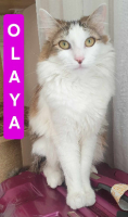 Adopter  chat : Olaya
