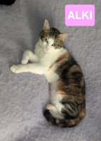 Adopter  chat : Alki