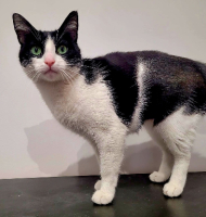 Adopter  chat : Maroussia