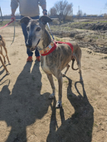 Adopter  chien : Apache