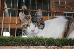 Adopter  chat : Love