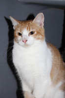 Adopter  chat : Ronn