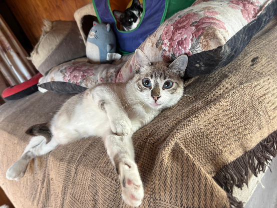 Adoption Adam et neo