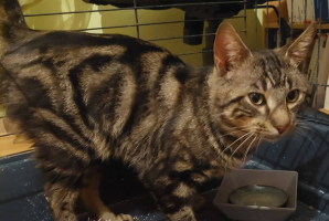 Adopter  chat : Shai