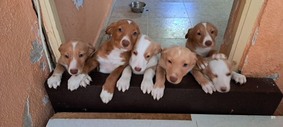 Adopter Chiots podencos