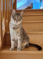 Adopter  chat : Nala