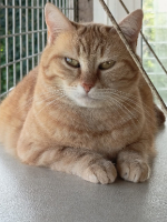 Adopter  chat : Thym