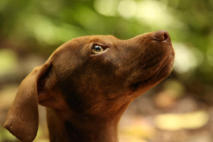 Adopter  chien : Mara