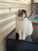 Adopter  chat : Vanda