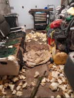 Adopter  chien : Maurice