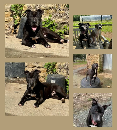Adoption Maurice