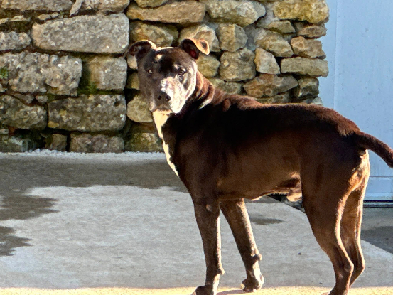 Adopter Maurice