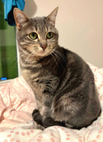 Adopter  chat : Lulu