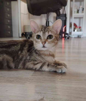 Adopter  chat : Aglae