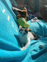 Adopter  chat : Oudinette