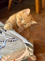 Adopter  chat : Lucky