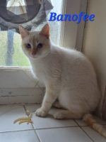Adopter  chat : Banofee