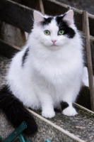 Adopter  chat : Diamant