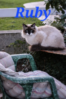 Adopter  chat : Ruby