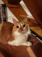 Adopter  chat : Nounours