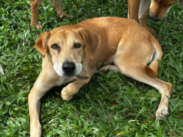 Adopter  chien : Ruby