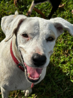 Adopter  chien : Pitaya