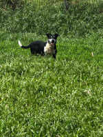 Adopter  chien : Eskara