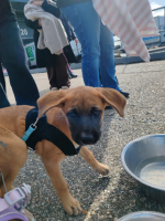 Adopter  chien : Didou