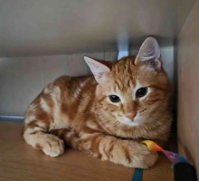 Adopter  chat : Archie