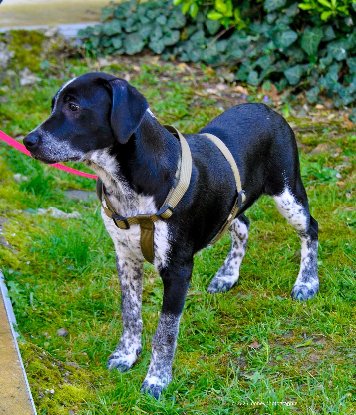 Adopter Gros nounours