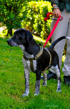 Adopter Gros nounours