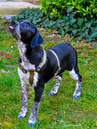 Adoption Gros nounours